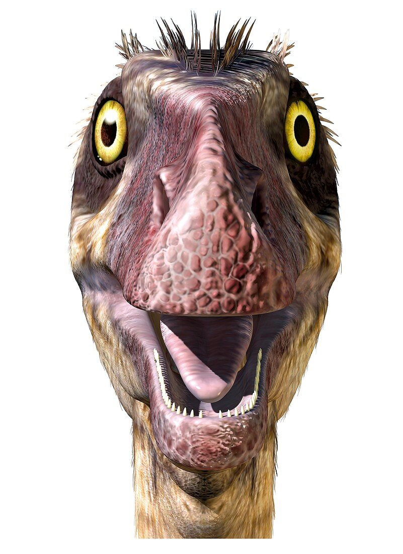 Troodon, illustration