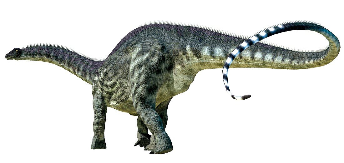 Diplodocus, illustration