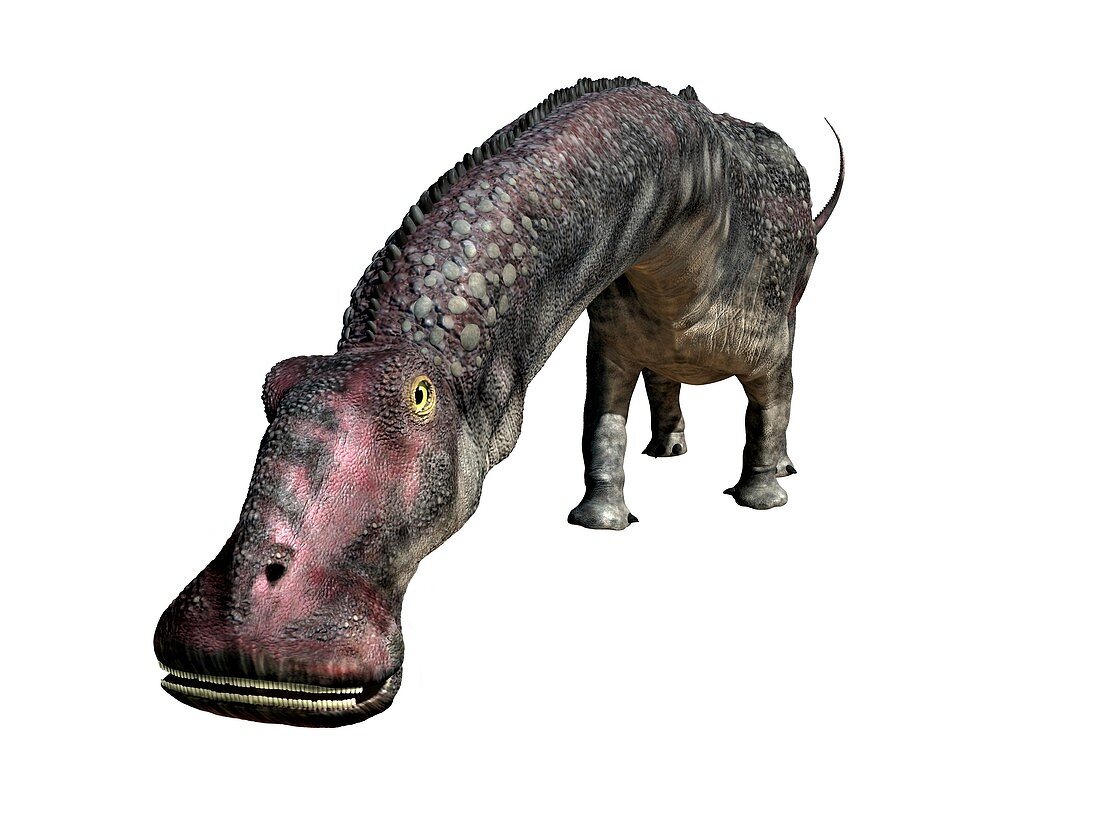 Nigersaurus, illustration