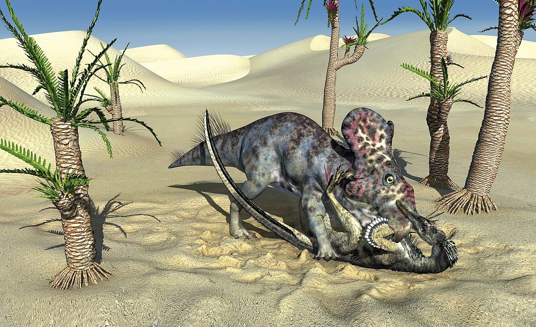 Velociraptor and Protoceratops in combat, illustration