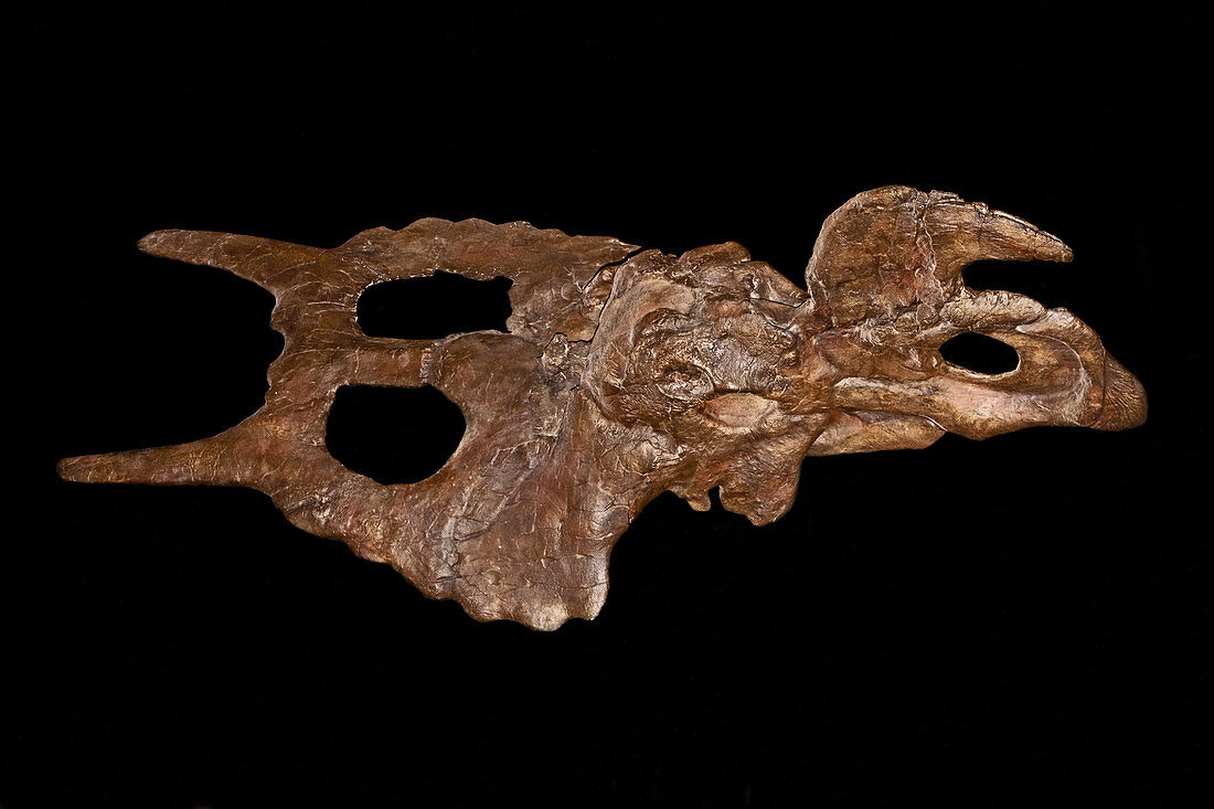 Einiosaurus skull