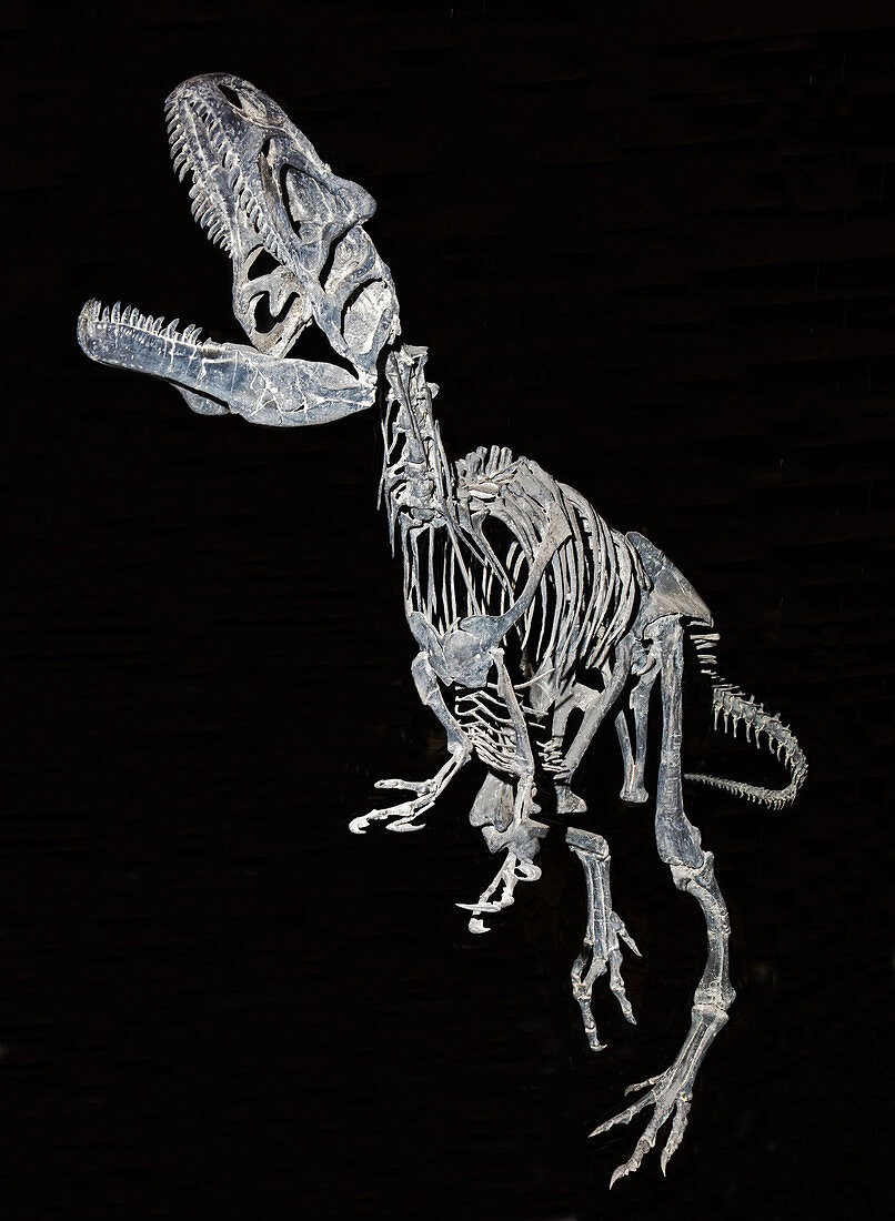 Allosaurus Fragilis Juvenile