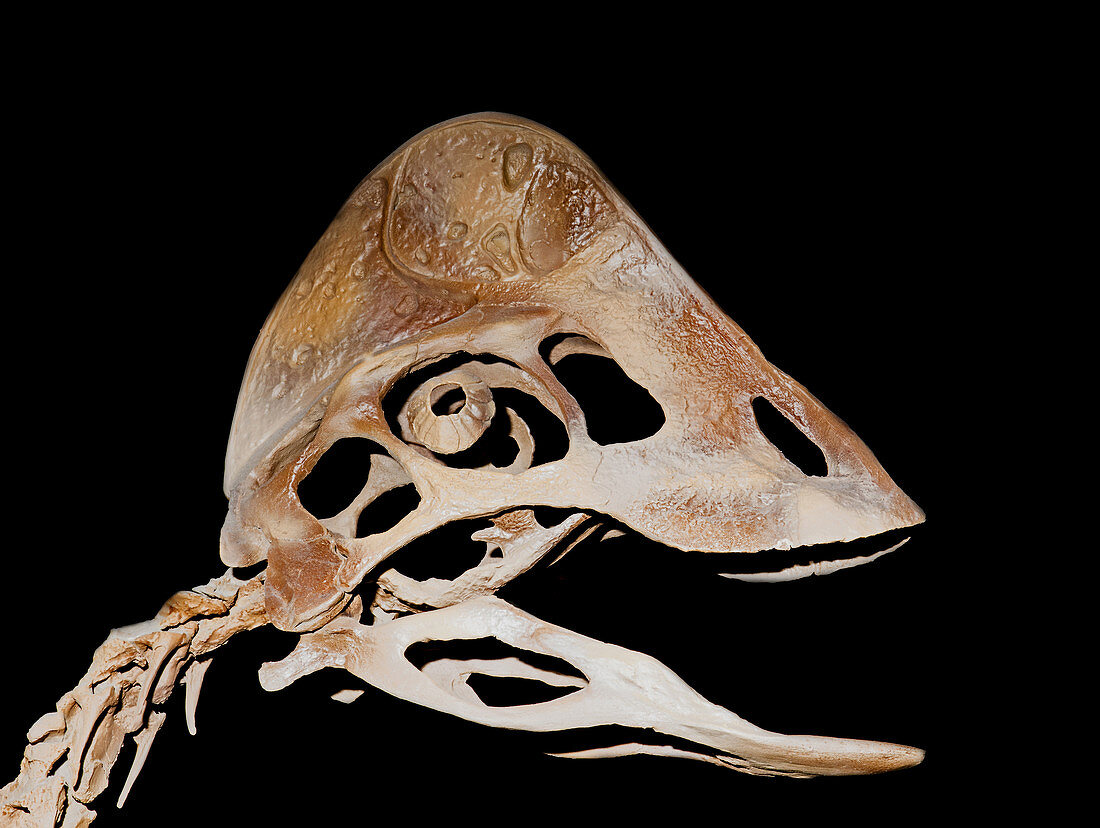 Hagryphus Giganteus Skull