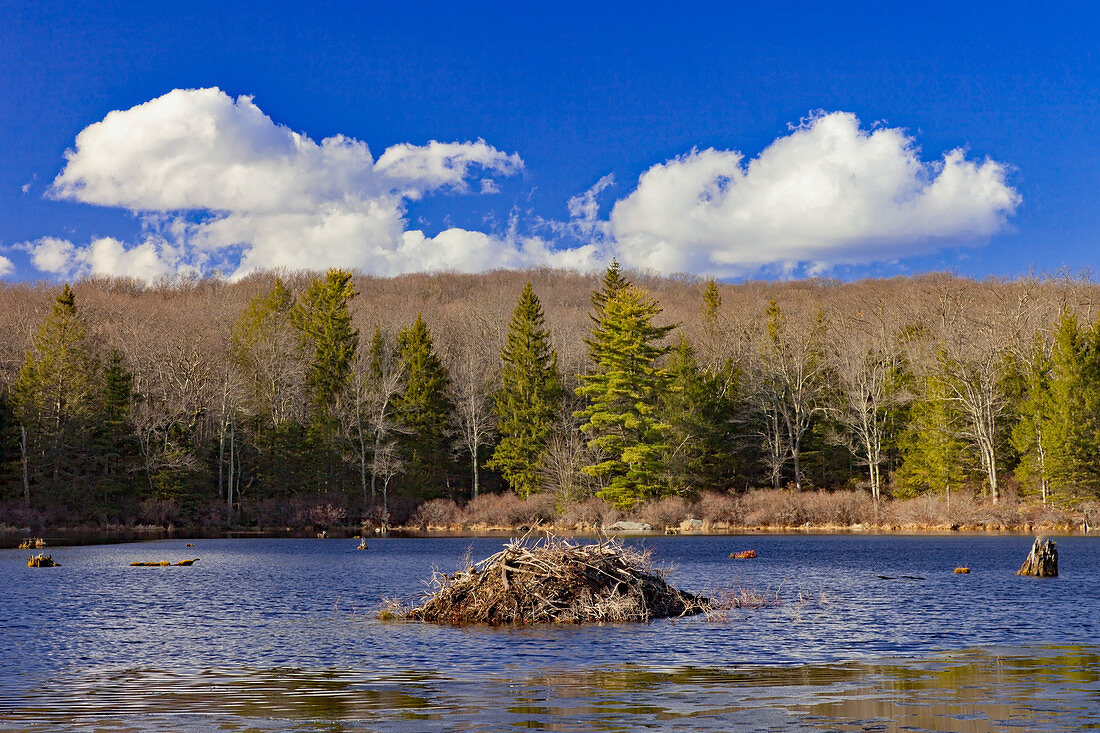 Beaver Lodge