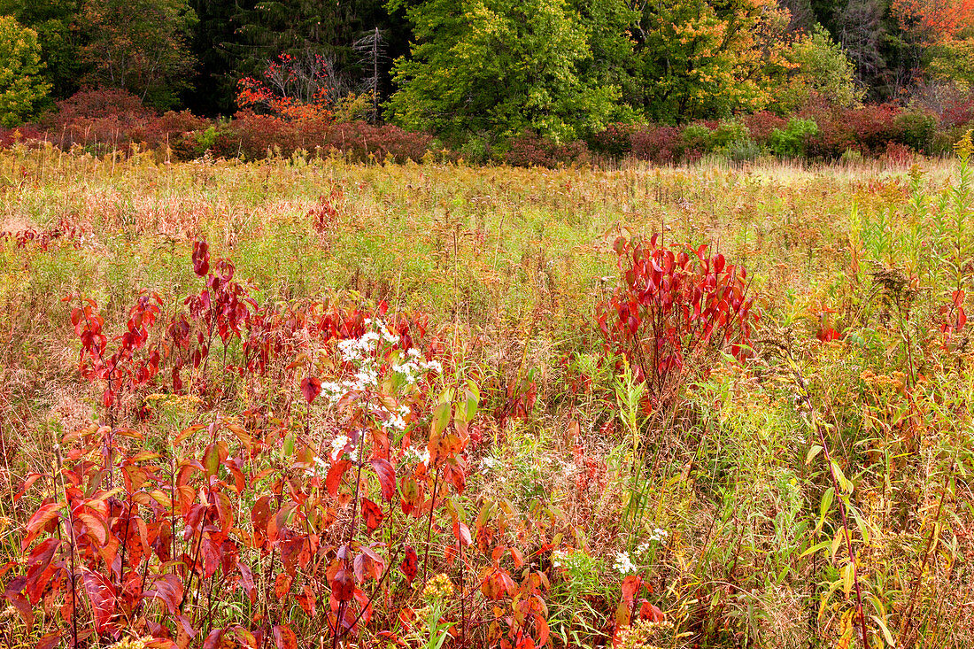 Old Field Meadow