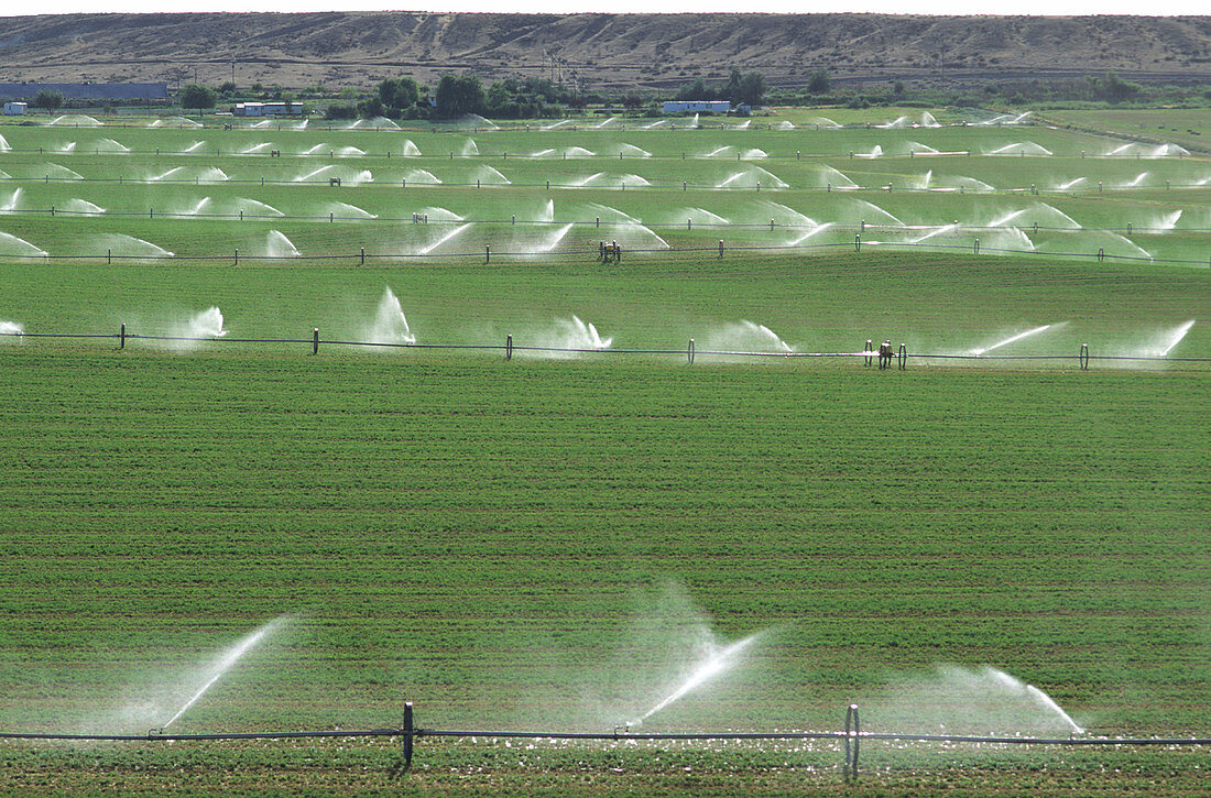 Sprinkler Irrigation of a field of Alfalfa