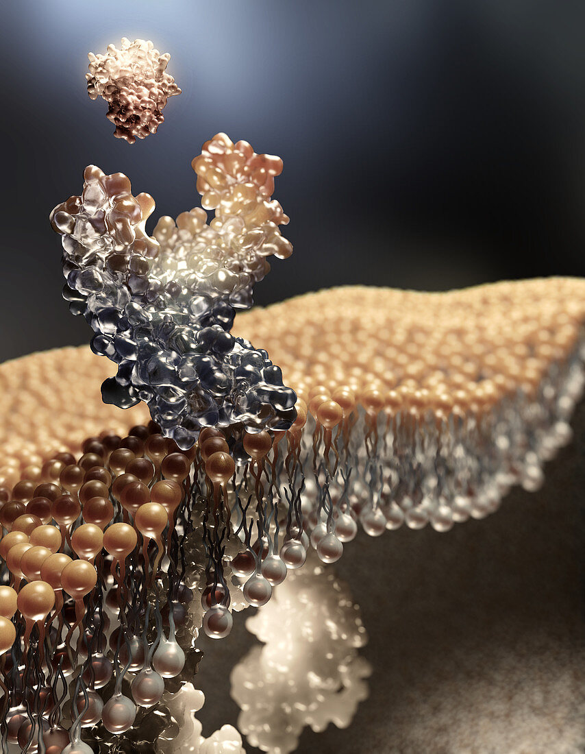 Lipid bilayer with membrane protein