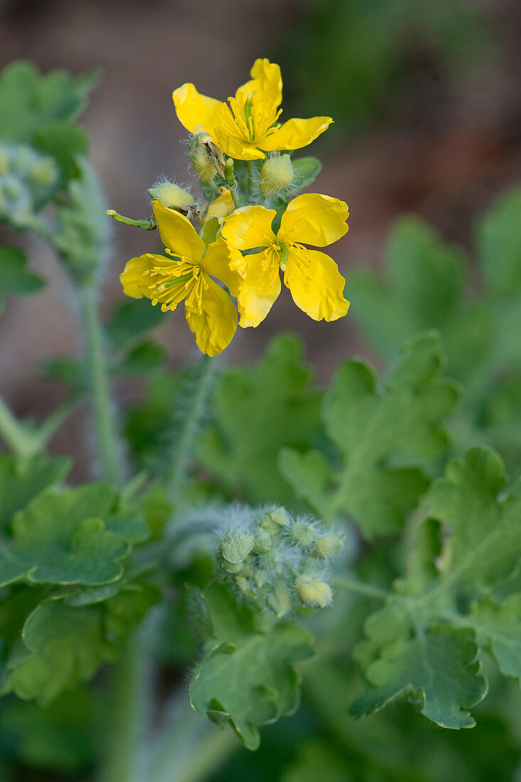 Greater celandine