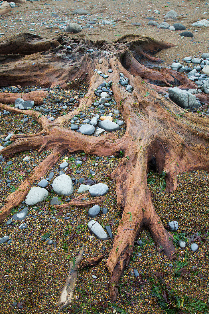 Ancient Tree, Oregon