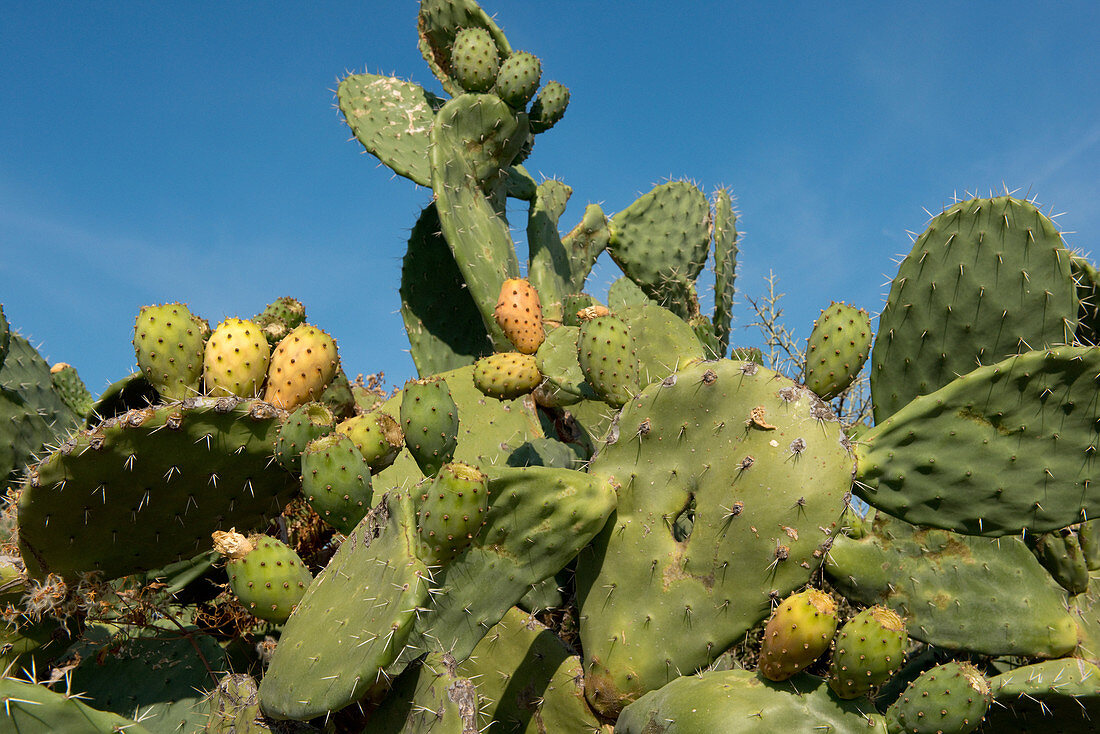 Prickly Pear, Sardinia