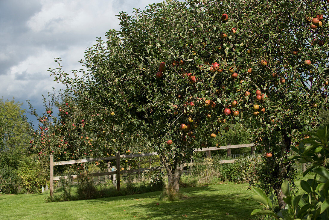 Garden apple orchard