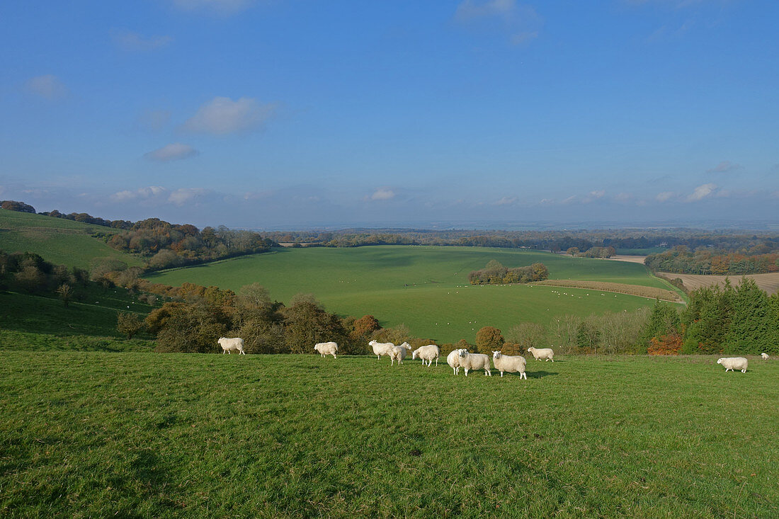 North Wessex Downs