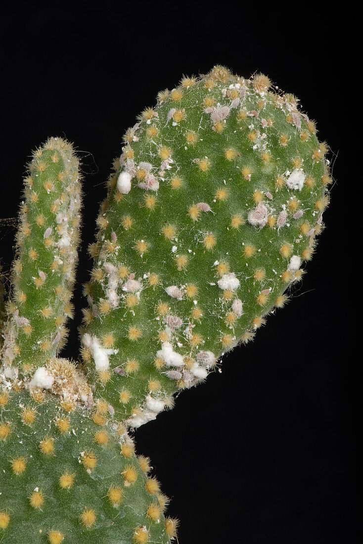 Mealybug on cactus stems