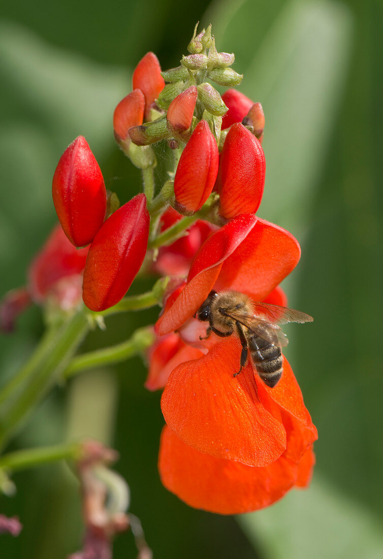 Honey bee on runner bean flowers