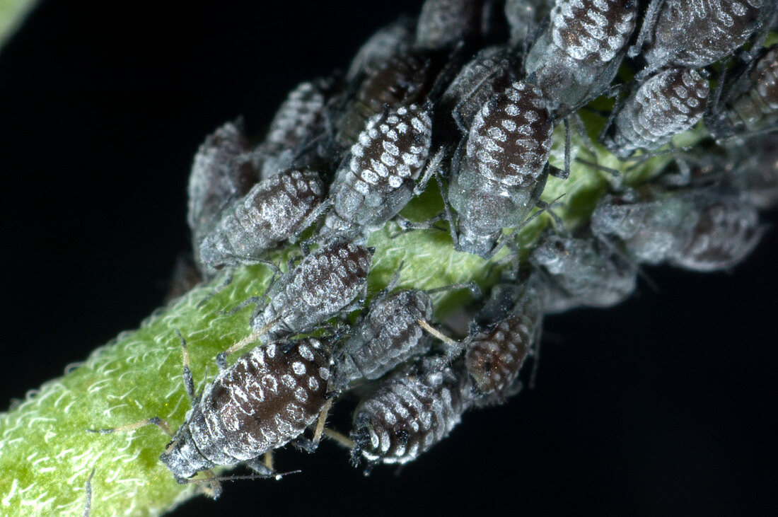 Waxy willowherb aphid