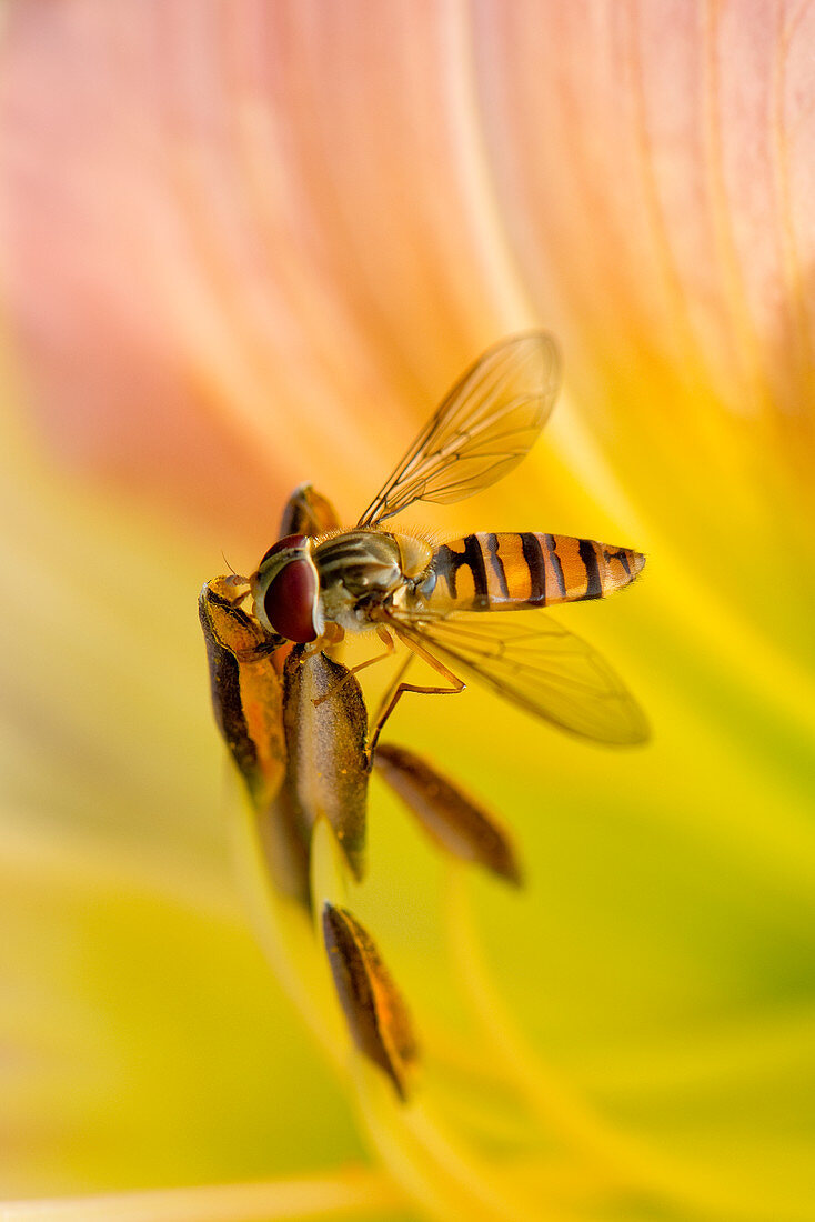 Hoverfly on a day lily