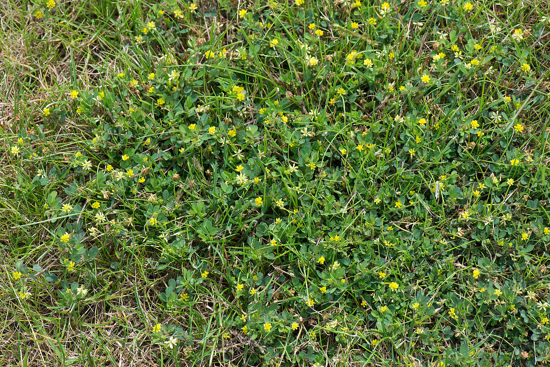 Lesser trefoil flowering