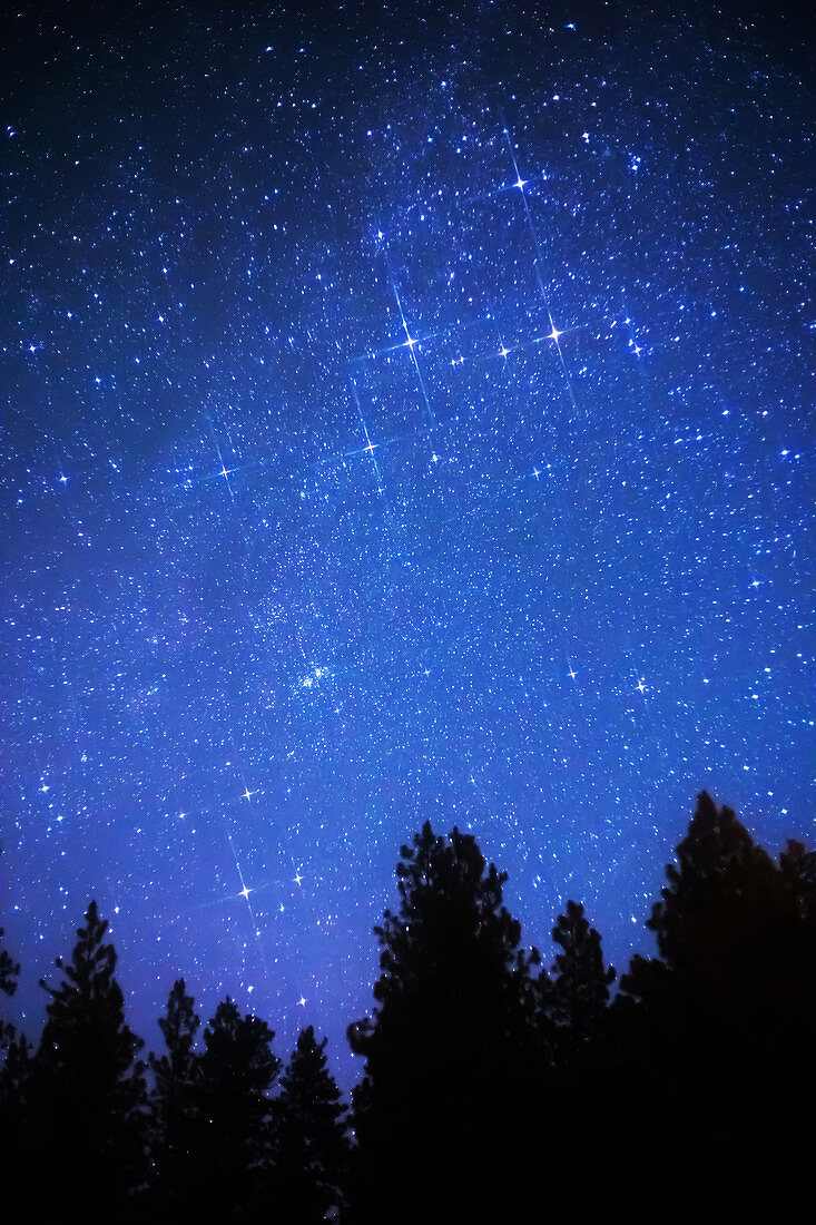 Cassiopeia and Trees