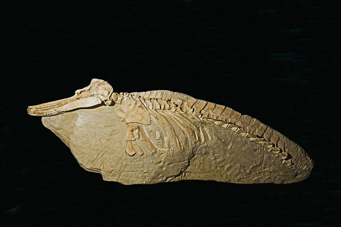 Dolphin Fossil
