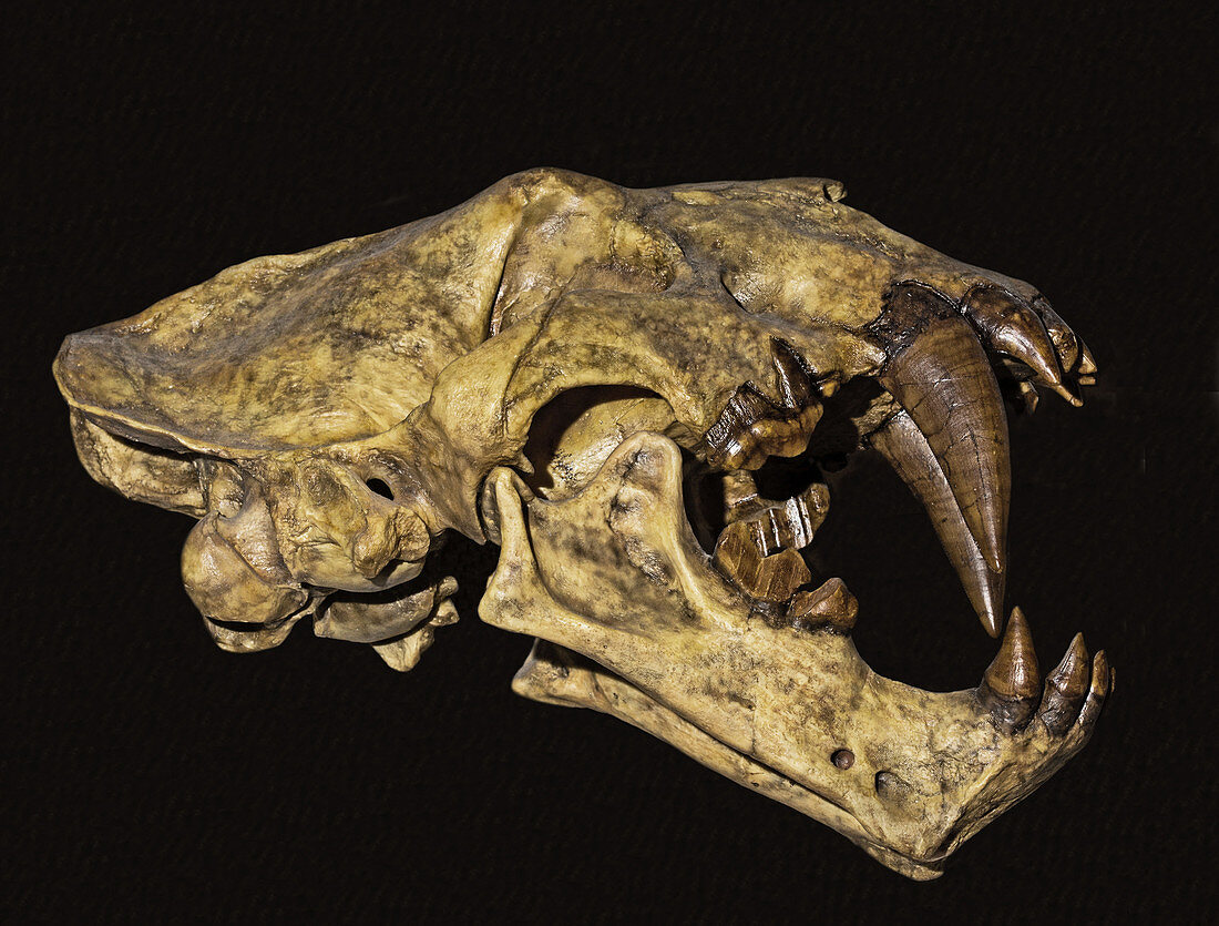 Saber tooth cat xenosmilus skull
