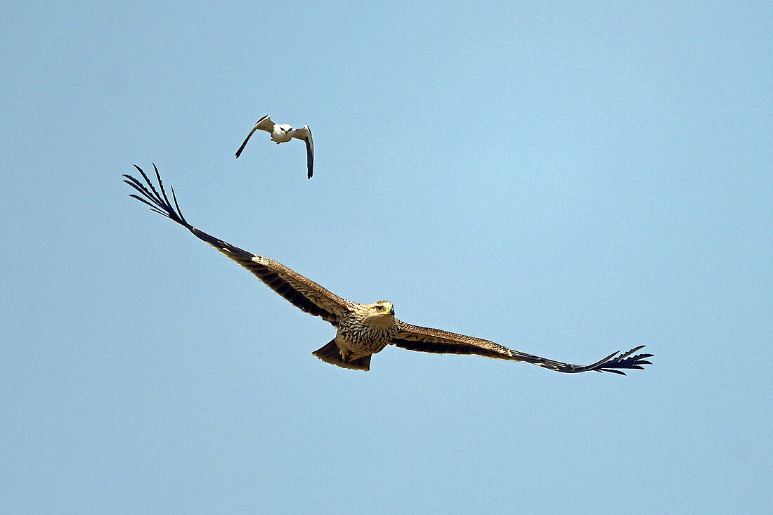 Eastern Imperial Eagle and Black-shouldered Kite