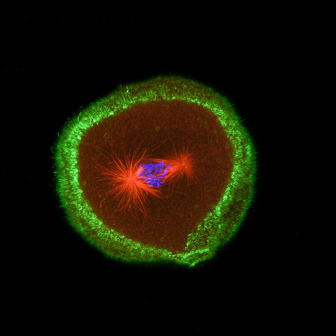 Sea Urchin Cell Dividing
