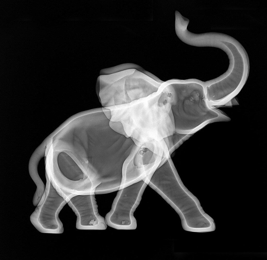 Ceramic Elephant X-ray