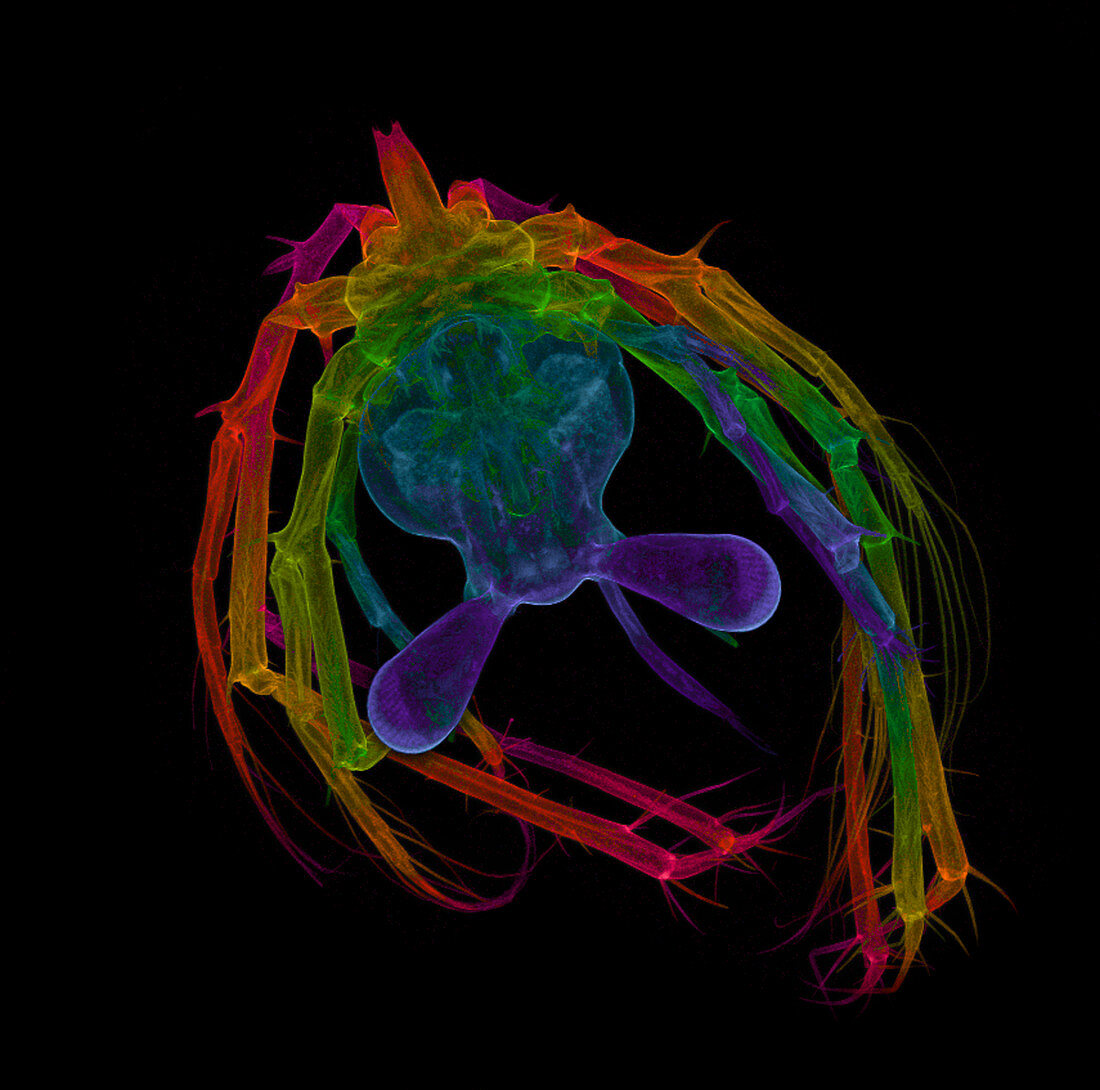 Organism Coloured with Depth Mapping