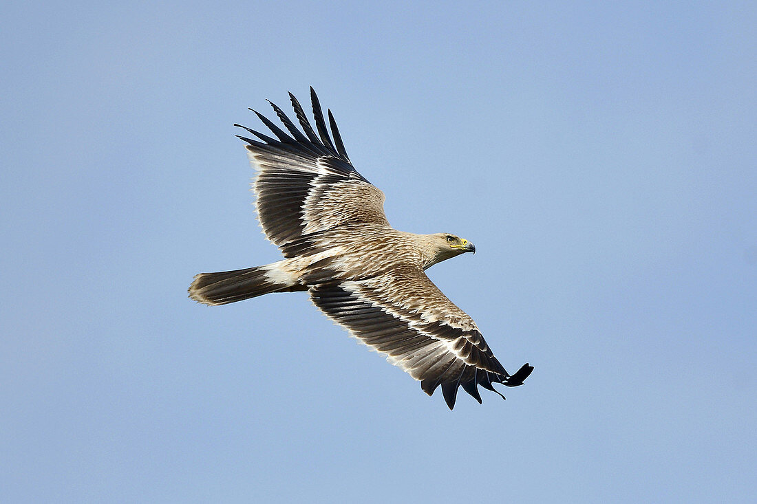 Eastern Imperial Eagle