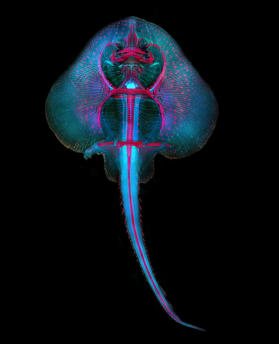 Fluorescent Skate Embryo