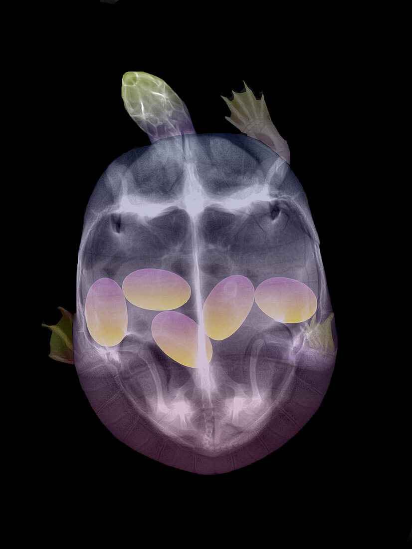 Turtle with Eggs, X-ray