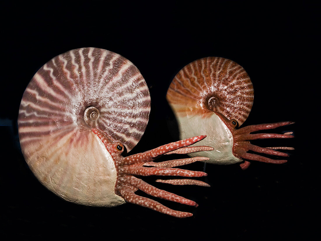 Placenticeras cephalopods sculptures, models