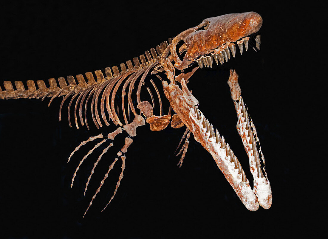 Tylosaur (Tylosaurus proriger)
