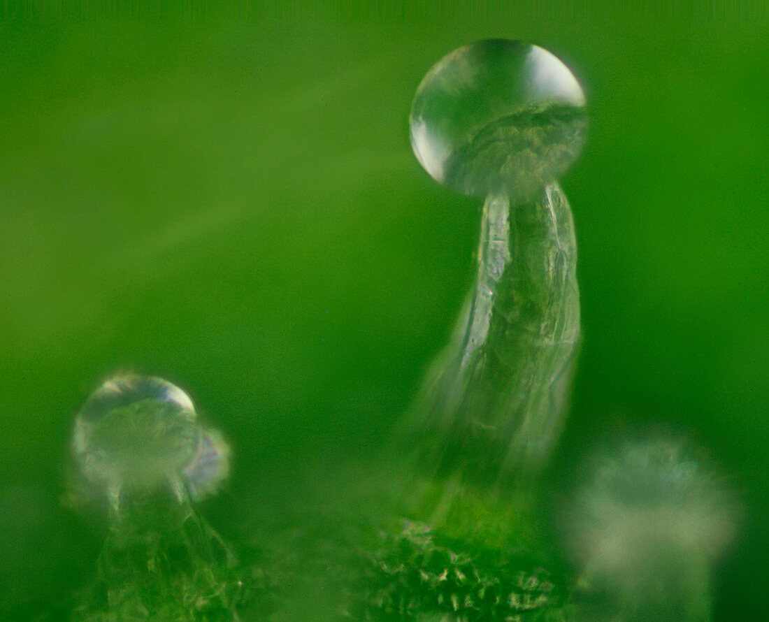 Trichome on the bud of a Cannabis Plant