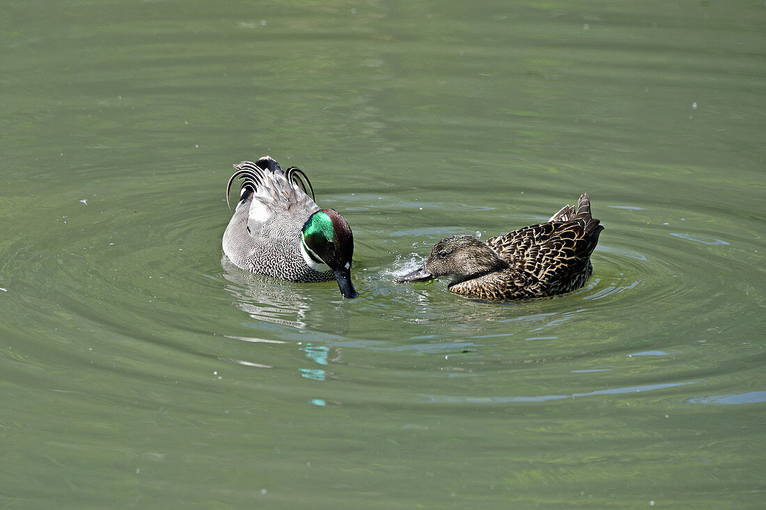 Falcated Duck (pair)