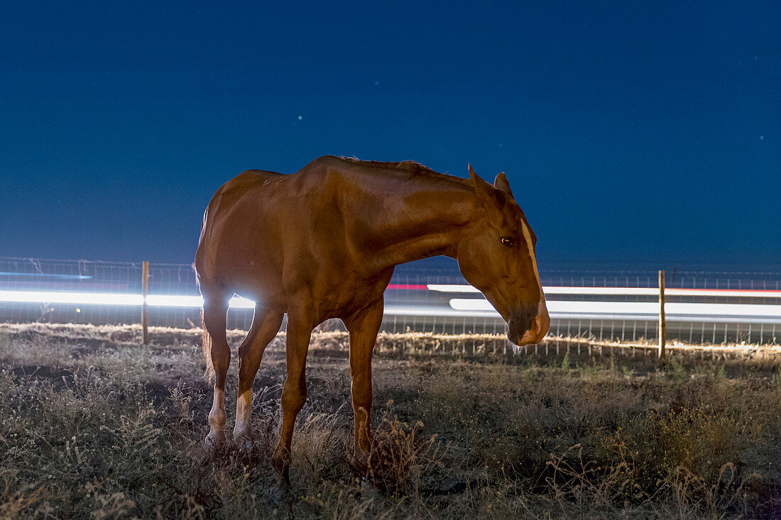 Horse by a road at night, time-exposure image