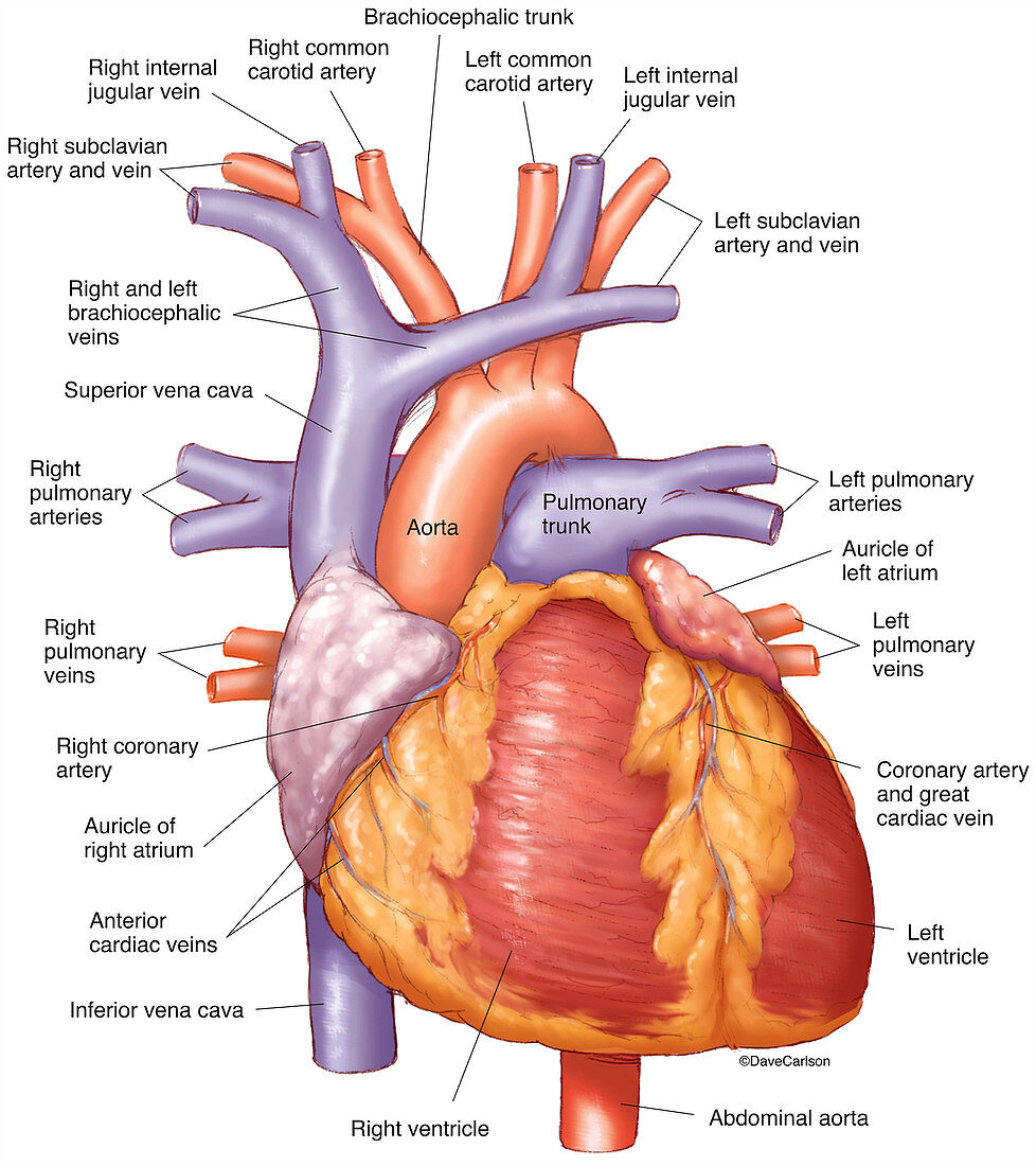 Human Heart (labelled), illustration