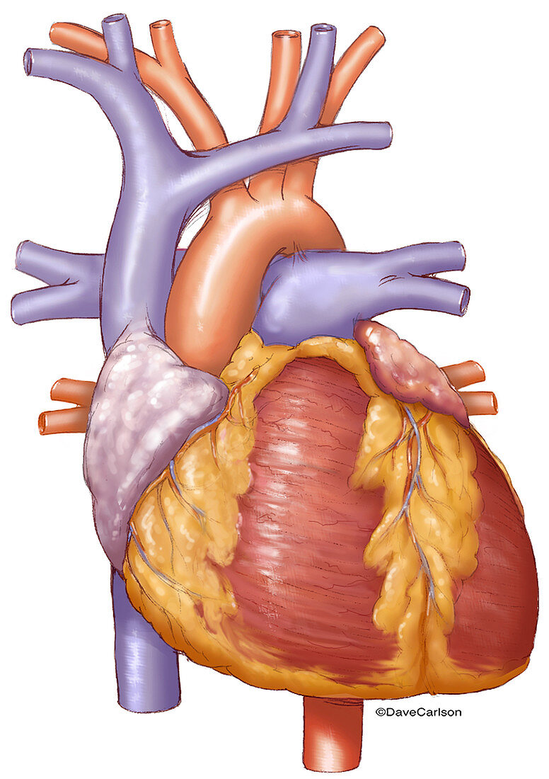 Human Heart, illustration