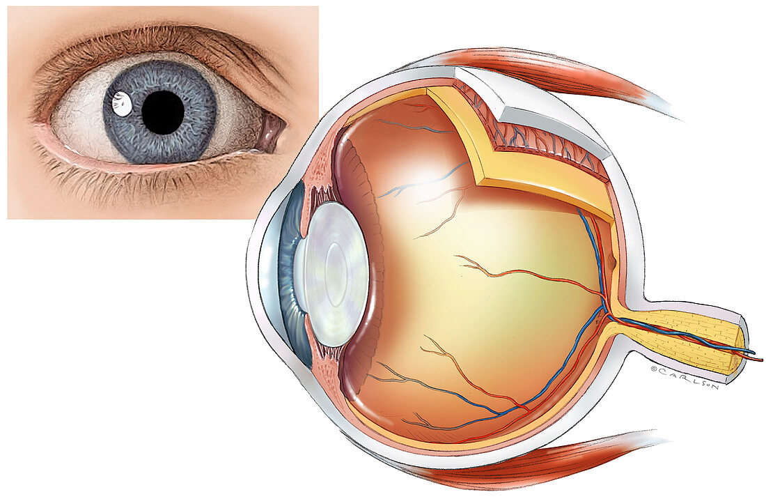 Eye Anatomy, illustration