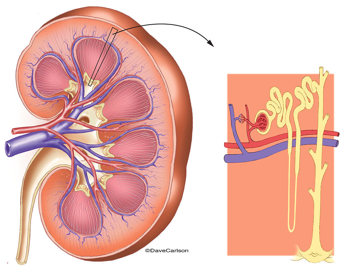 Kidney Anatomy and Filtration Diagram