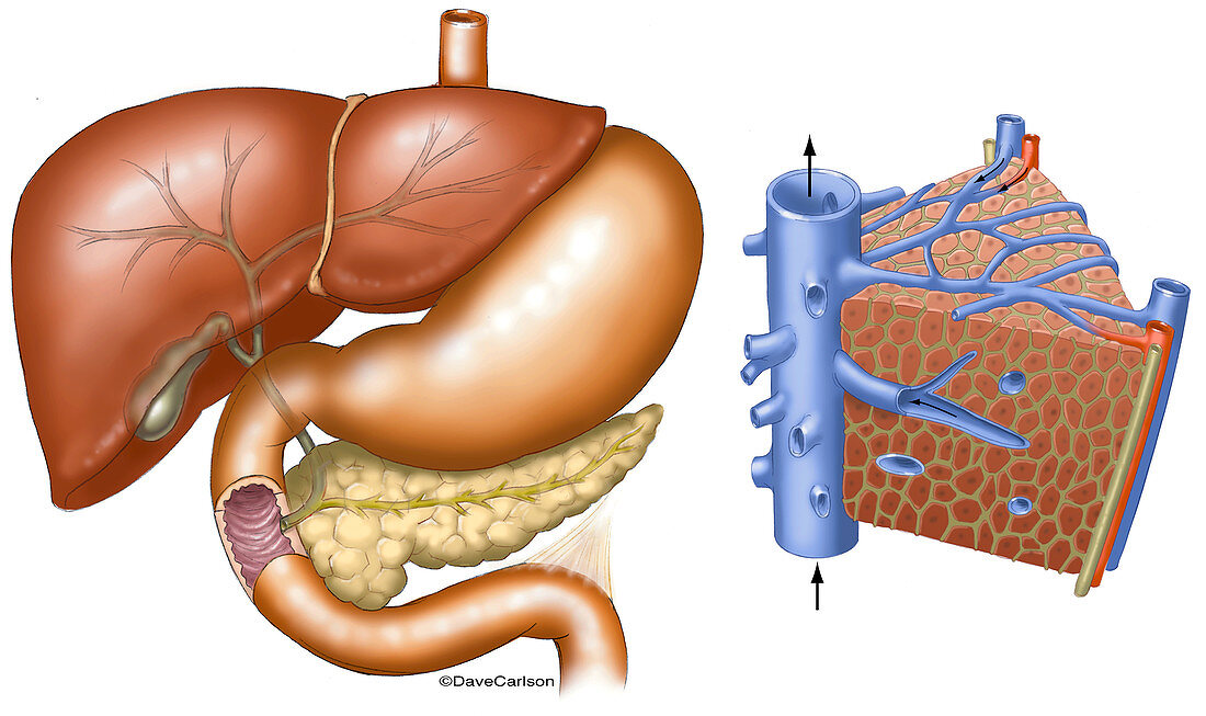Liver Anatomy, illustration