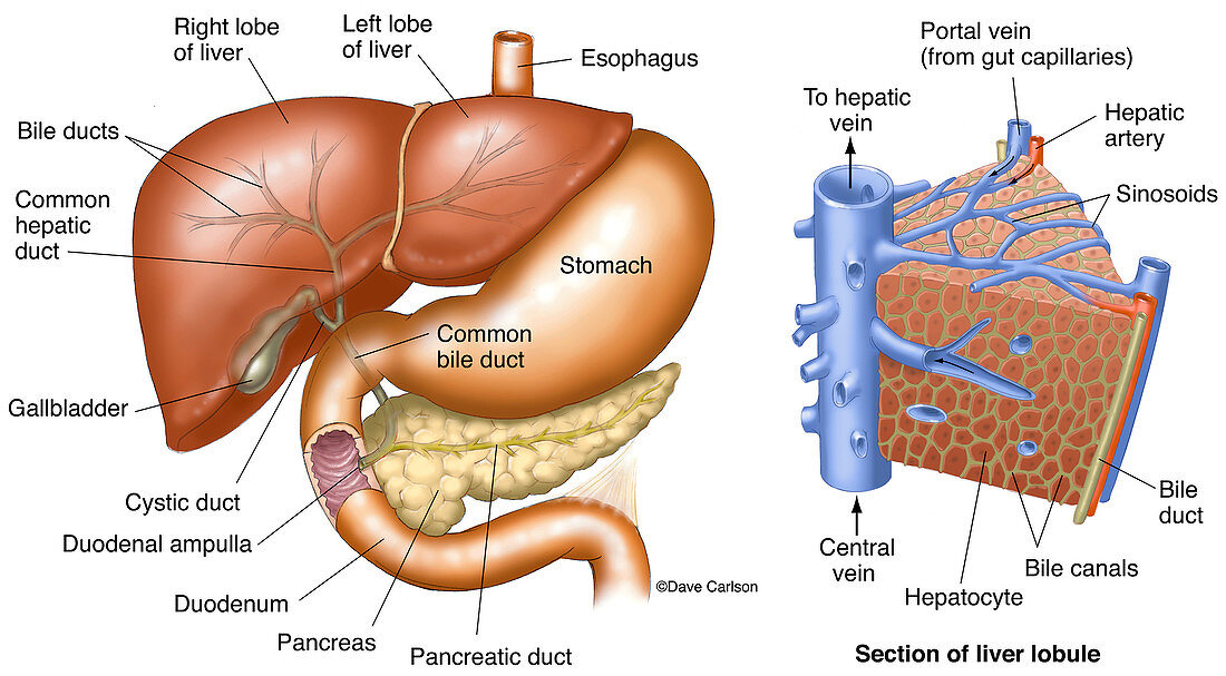 Liver Anatomy (labelled), illustration