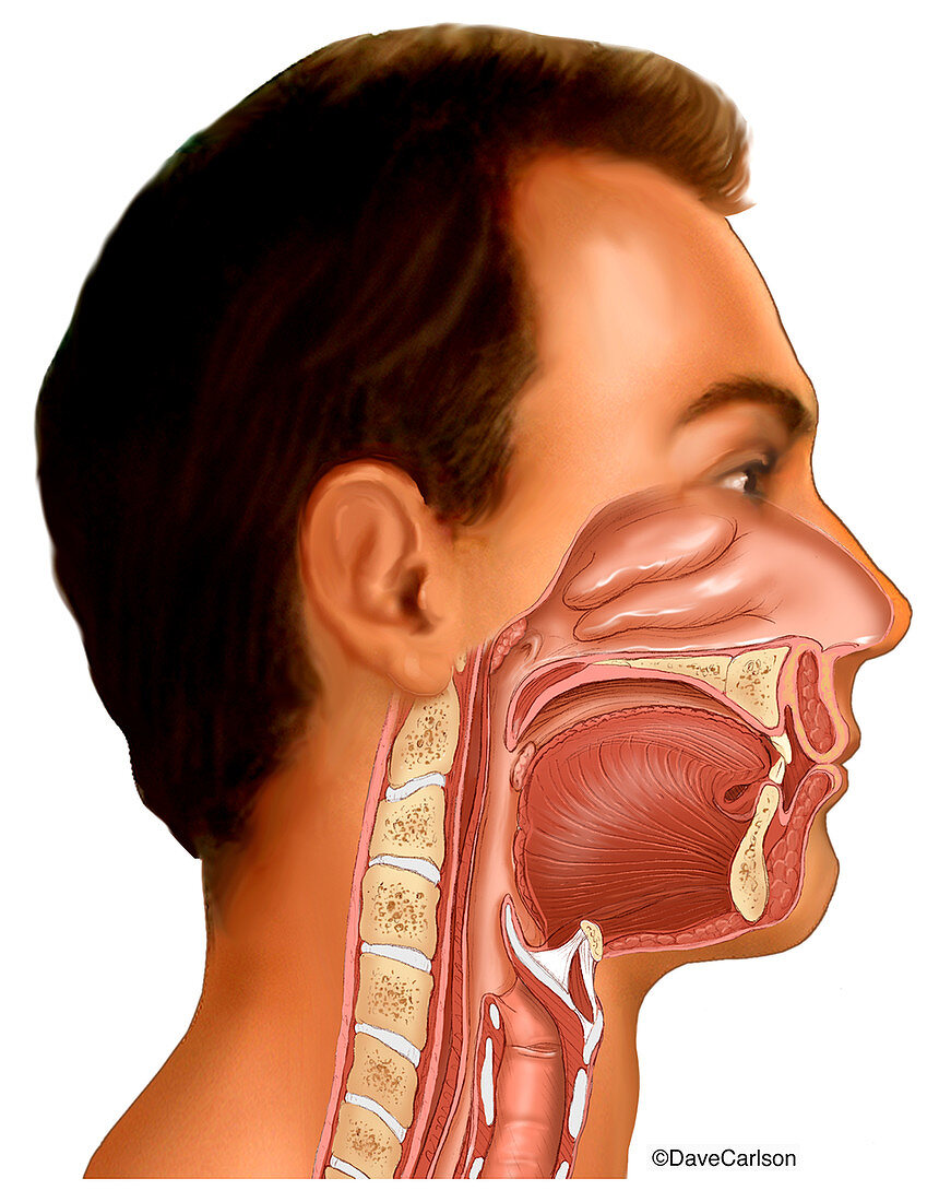Nasal, Oral & Laryngeal Cavities, illustration