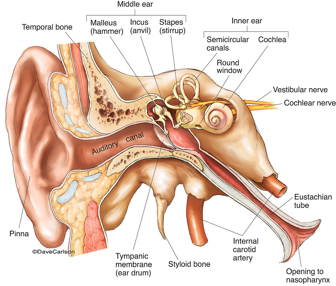 Ear Anatomy (labelled), illustration