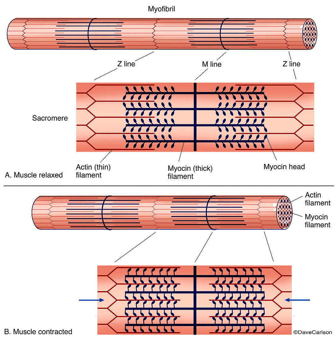 Muscle Contraction Diagram (labelled)