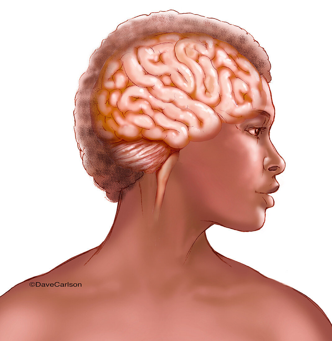 Human Brain, illustration