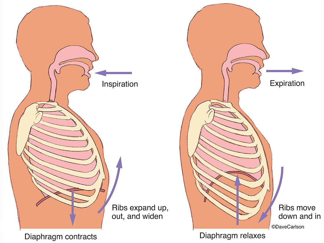 Breathing biomechanics (labelled), diagram