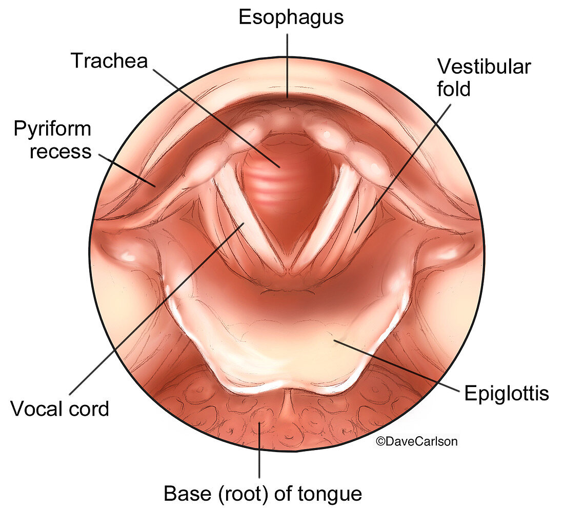 Larynx Anatomy (labelled), illustration