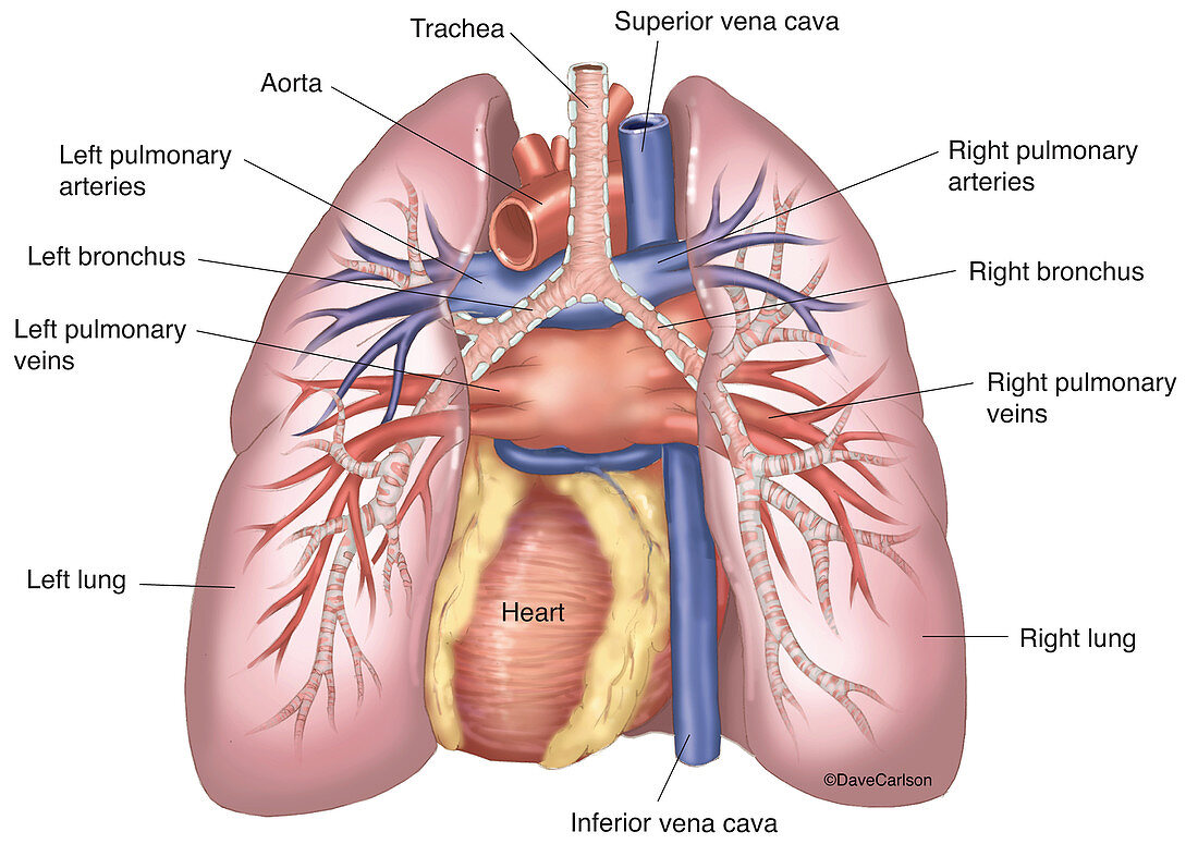 Lungs and Heart (Posterior View, labelled), illustration