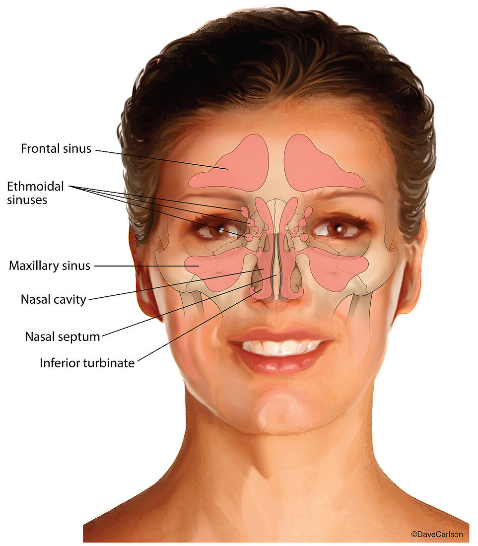 Nasal Sinuses (labelled), illustration